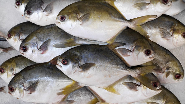 Peninsula Seafoods Golden Pomfret