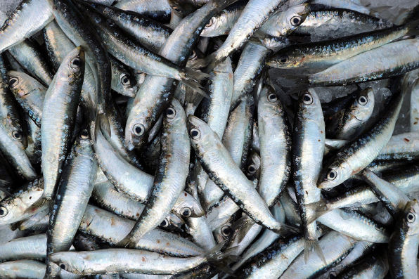 Peninsula Seafoods sardines